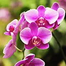 ORCHIDÉE